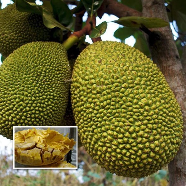 lemon jackfruit plants