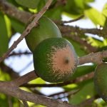 rare green chikku plants