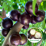 grimal jabuticaba plant