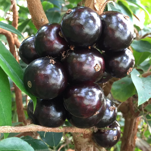 grimal jabuticaba fruit plant