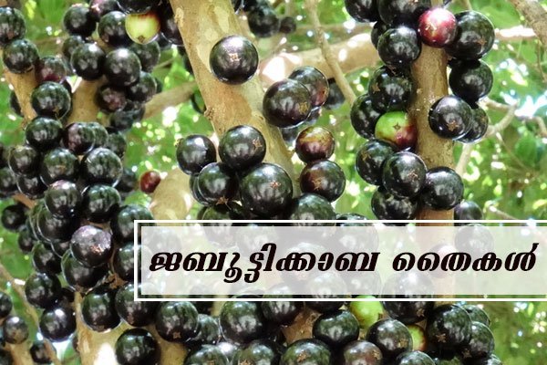 jabuticaba fruit olants