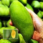 Thailand Mango (Koew Samrod, Graft) Fruit Plant