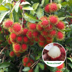 kg10 rambutan plant sale