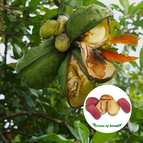 Kola Nut Tree Cola Nitida Kola Nut plant Herbalistics