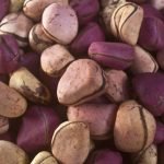 cola nut