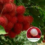 malwana rambutan plant