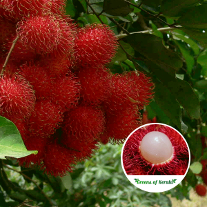 malwana rambutan plant