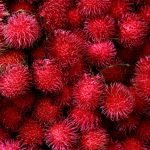 malwana rambutan