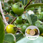 munthiri pera fruit plant sale