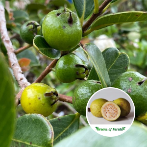 munthiri pera fruit plant sale