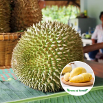 nonthaburi durian fruit-plant