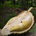 nonthapuri durian