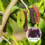 pakistani long mulberry plant purchase