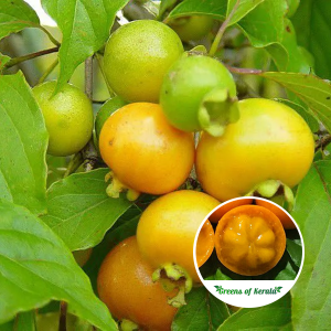 palilo fruit plant sale