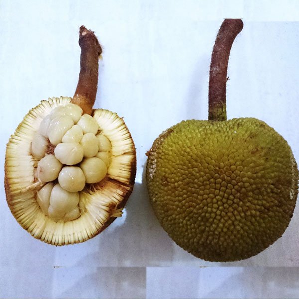 pingan fruit inside part