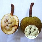 Pingan (Seedling) Fruit Plant