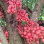 rambai red