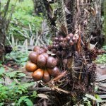 red salak plants online