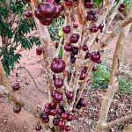red hybrid jabuticaba tree