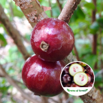 red hybrid jabuticaba plant
