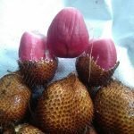 red bali salak live plants online