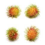 rongrien rambutan
