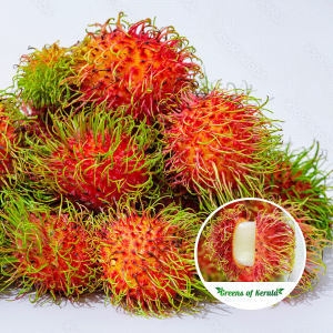 rongrien rambutan plant