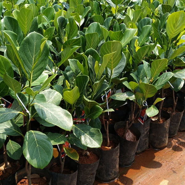 siddu jackfruit Plant Sale