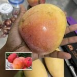 Thailand Mango (Jumbo Red, Graft) Fruit Plant