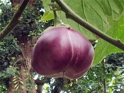 vellanoor brinjal