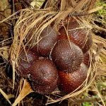 Salak (White, Seedling) Fruit Plant - Image 2