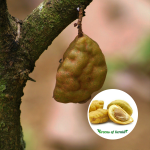 Nam Nam Fruit Plant Sale