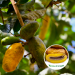 Olosapo Fruit Plant Sale