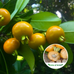 Yellow Brazilian Cherry Plant Sale