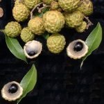 live alupag fruit plants