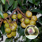 alupag fruit plant sale