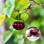black surinam cherry plant