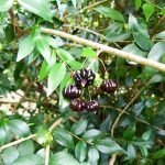 black surinam chery plants