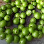 live green jaboticaba