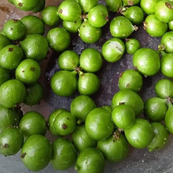 live green jaboticaba