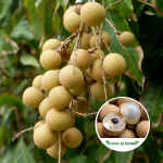 riverside-longan-plant-purchase