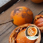 kubal Madu Fruit Plant