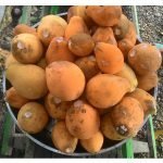 kubal fruit plant online