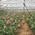 miyasaki mango plantation