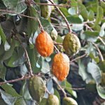 olasapo fruit on tree