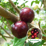 precoce jabuticaba fruit plant
