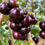 precoce jabuticaba plant