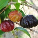 black surinam plant online