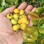 yellow brazilian plants