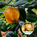 Pitangatuba Fruit Plant Sale